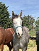 Poulain 2 ans AA
