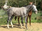 Poulain 2 ans AA