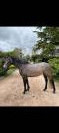 Poney D femelle 4 ans 