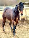 Quarter horse da vendere