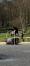 Vente ponette connemara CCE 13 ans