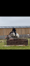 Vente ponette connemara CCE 13 ans