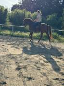 Lusitanien avec lign&eacute;e extraordinaire 