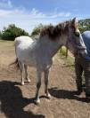 Poulain Camargue PP 1 an