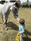 Poulain Camargue PP 1 an