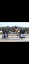 Poney de sport performant 9 ans 1m46
