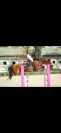 Poney de sport performant 9 ans 1m46