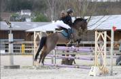Poney D &agrave; vendre 