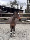 Poney D &agrave; vendre 
