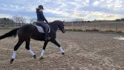 Vente cheval de dressage
