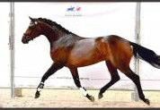 Vente cheval de dressage