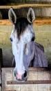 Superbe jument 4 ans par chacco white
