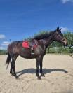  SAINTKADAM - Cheval &agrave; vendre Pur-sang bai brun