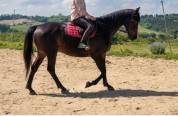  SAINTKADAM - Cheval &agrave; vendre Pur-sang bai brun