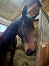  SAINTKADAM - Cheval &agrave; vendre Pur-sang bai brun