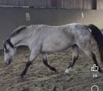 Saillie poney