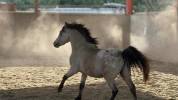 Saillie poney