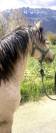Saillie poney