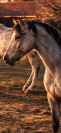 Saillie poney