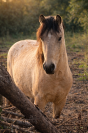 Saillie poney