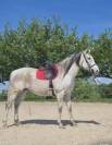 AL BASIR - Cheval &agrave; vendre Pur-sang gris