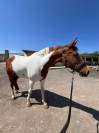 Vente cheval pie