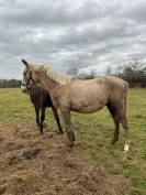 Pouliche palomino 2 ans &ndash; gentille, bien manipul&eacute;e