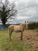 Pouliche palomino 2 ans &ndash; gentille, bien manipul&eacute;e