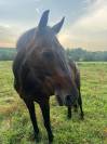 DINOZZO MALO A CONFIER