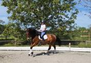 Joya - Jument PRE 6 ans