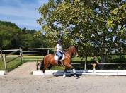 Joya - Jument PRE 6 ans
