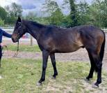 &Agrave; vendre &ndash; Pur-sang r&eacute;form&eacute; des courses &ndash; 4 ans