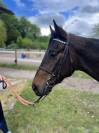 &Agrave; vendre &ndash; Pur-sang r&eacute;form&eacute; des courses &ndash; 4 ans