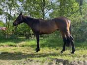 &Agrave; vendre &ndash; Pur-sang r&eacute;form&eacute; des courses &ndash; 4 ans