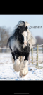 Poulain Irish Cob 