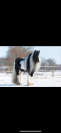 Poulain Irish Cob 
