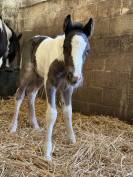 Poulain Irish Cob 