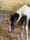 Poulain Irish Cob 