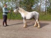 One&iuml;da, pouliche ONC type Irish cob