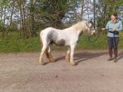 One&iuml;da, pouliche ONC type Irish cob