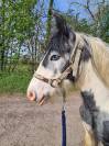 One&iuml;da, pouliche ONC type Irish cob