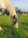 One&iuml;da, pouliche ONC type Irish cob