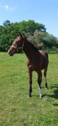 Foal selle fran&ccedil;ais