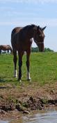 Foal selle fran&ccedil;ais