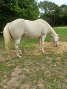 Jument paint horse 