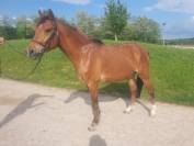 Poney de sport CSO