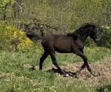 Superbe pur sang arabe noir