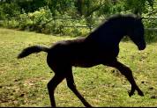 Superbe pur sang arabe noir