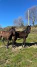 Superbe pur sang arabe noir