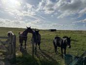 Pensions chevaux Paris 